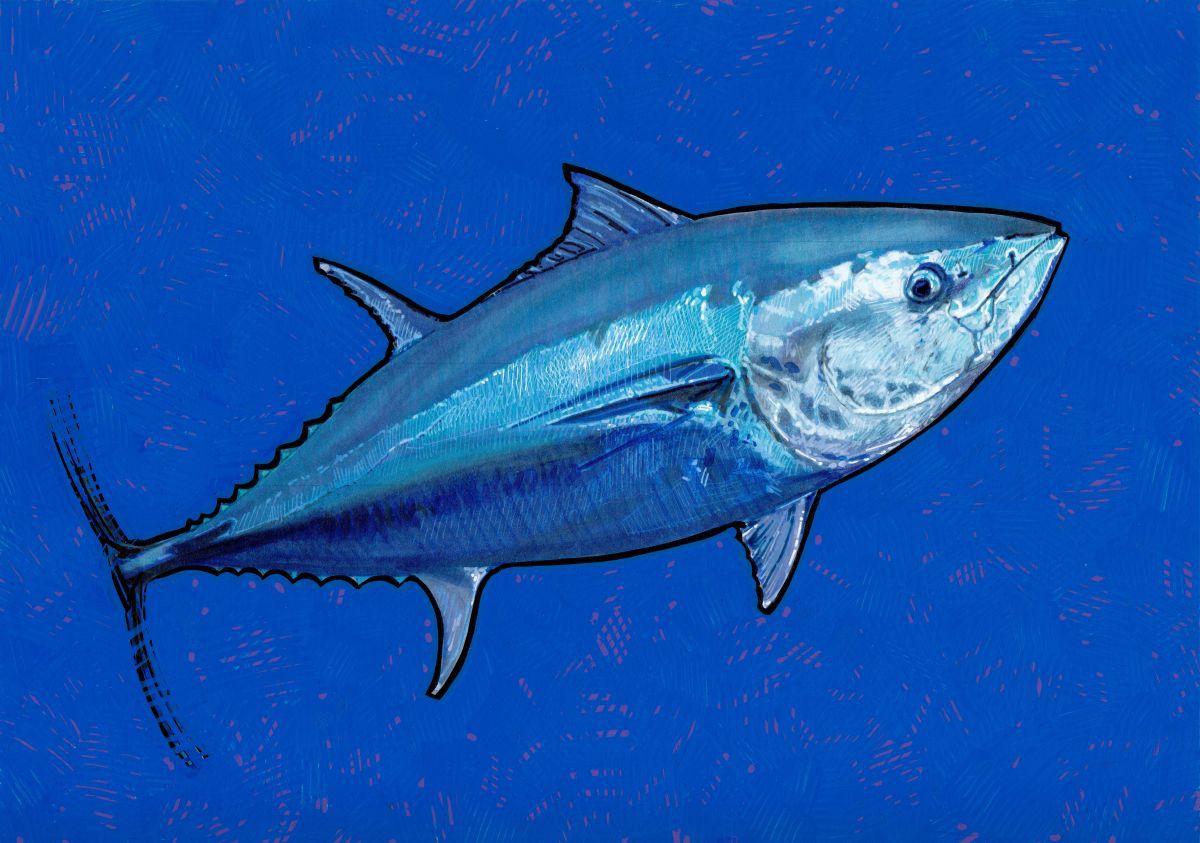 Bluefin tuna 01 Drawing by Carlos J. Marquez Artfinder