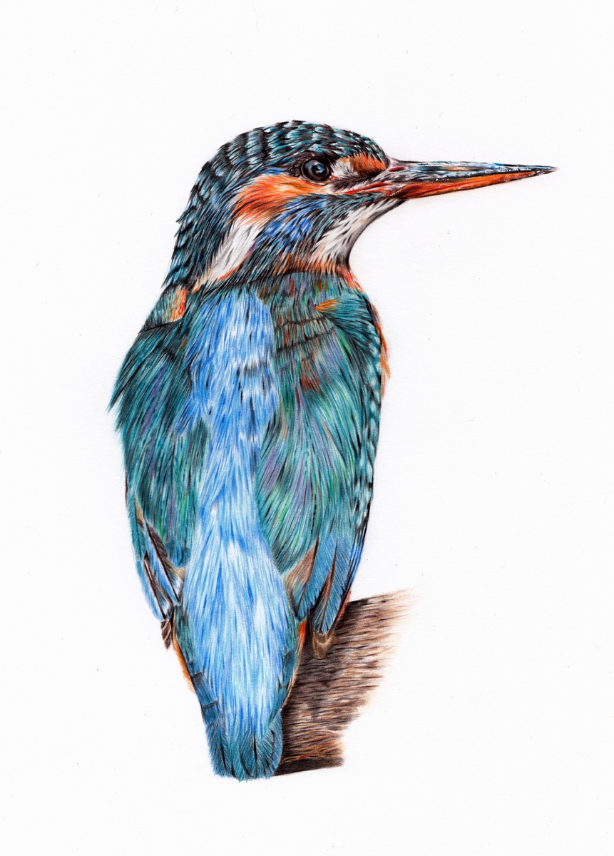 Kingfisher (2015) Pencil drawing by Gemma Duffield | Artfinder