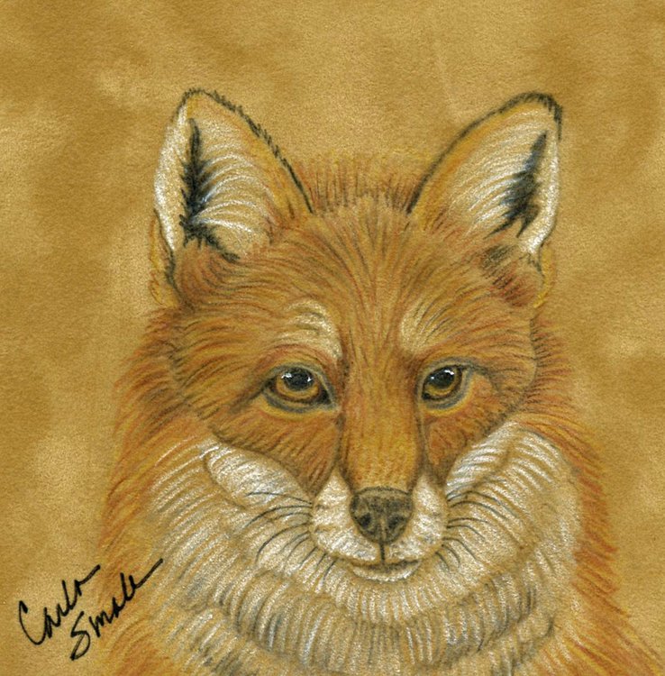 Red Fox Wildlife Art Original Original Drawing On Suede Carla Smale Red Fox Wildlife Art Original Original Drawing On Suede Carla Smale