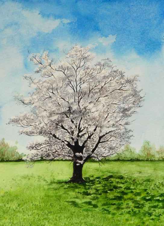 White Flowering Dogwood Tree Painting (2014) Watercolours by Shweta
