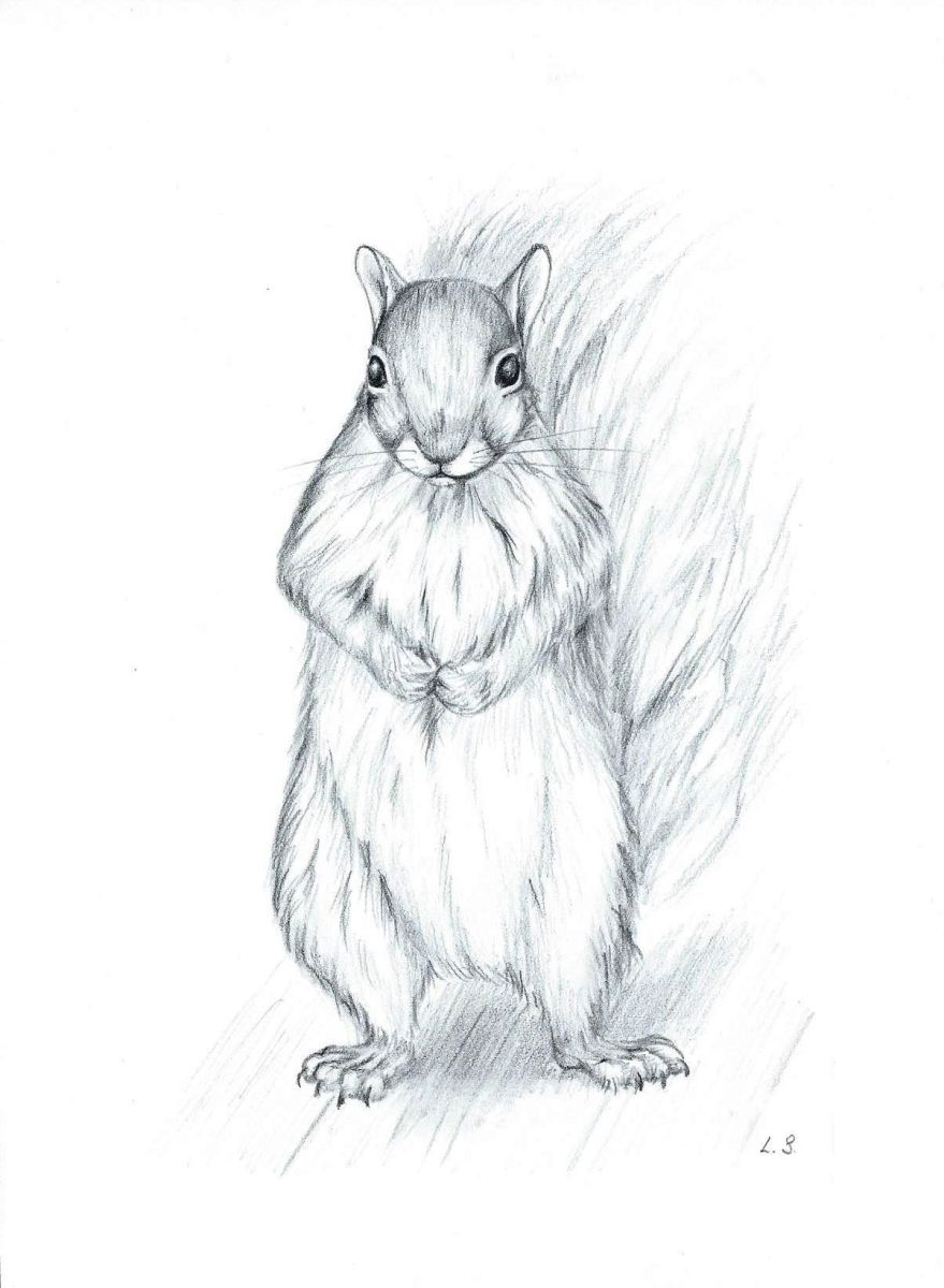 Squirrel Sketch 1 2016 Pencil Drawing By Liliya Shtulberg Artfinder