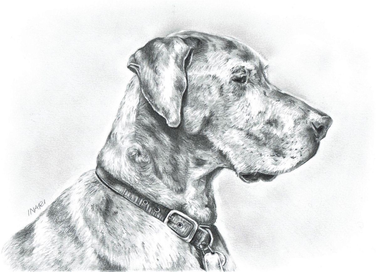 Original Great Dane Pencil drawing by Inari | Artfinder