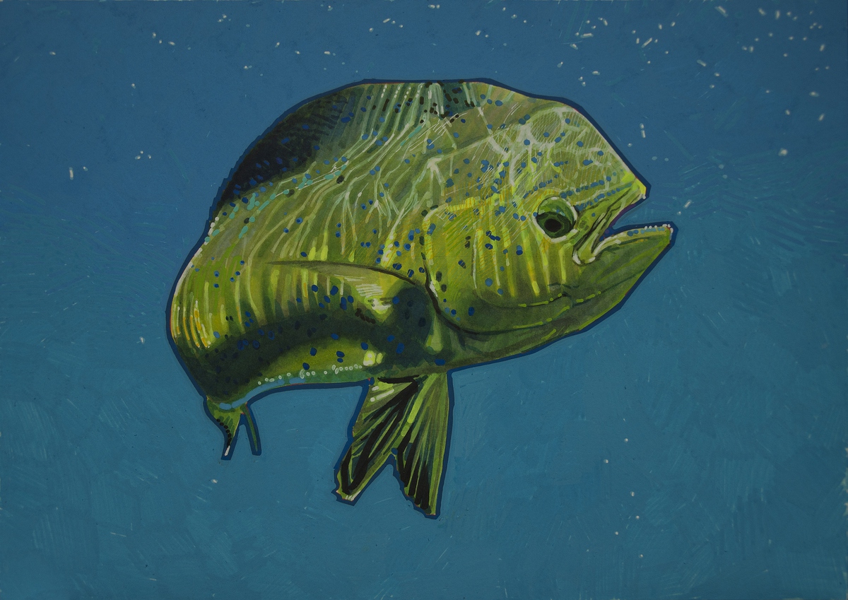 Mahimahi 01 (2017) Drawing by Carlos J. Marquez Artfinder